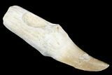 Composite Fossil Rooted Mosasaur (Mosasaurus) Tooth - Morocco #174356-1